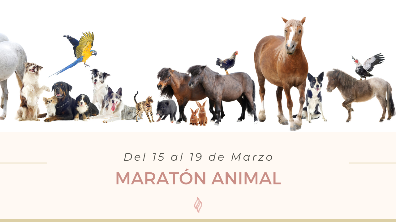 El sistema Clientes Premium Bajo Demanda